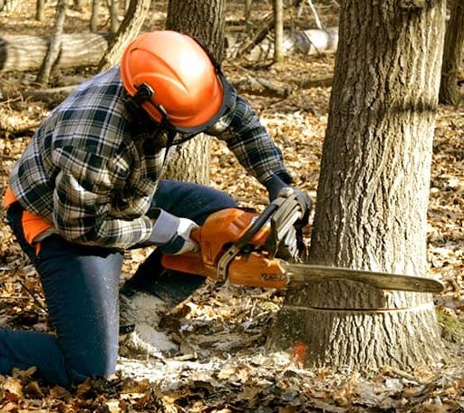 Tree Removal in Marietta, MS